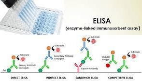 What is an Assay in ELISA?