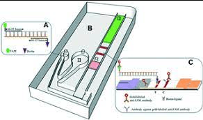 Is Lateral Flow Assay Microfluidic? A Comprehensive Analysis