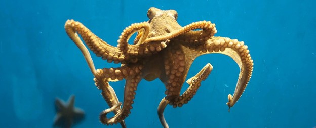Octopus Odyssey Journeying Through the Depths of the Ocean