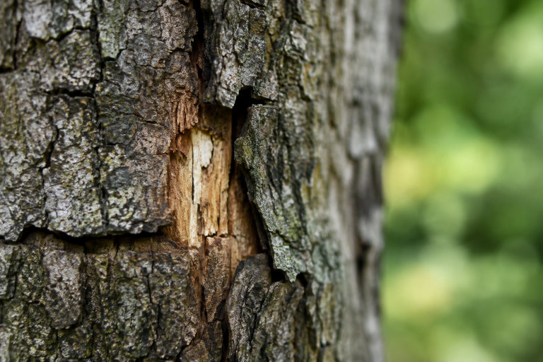 How To Prepare Orlando Trees For Florida’s 2026 Storm Season